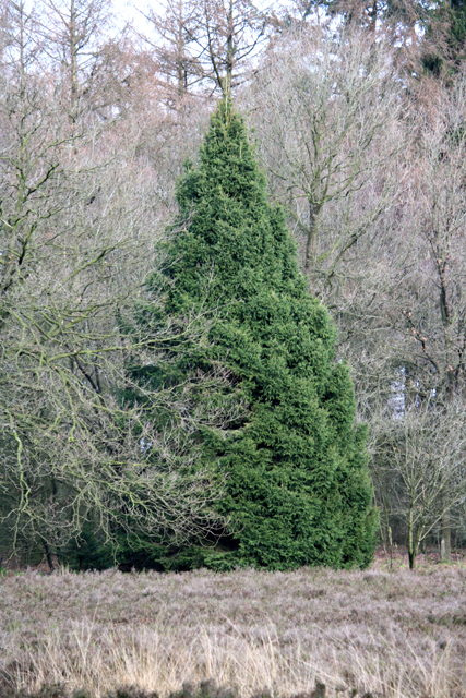 Picea abies 'Eriks Pyramid'